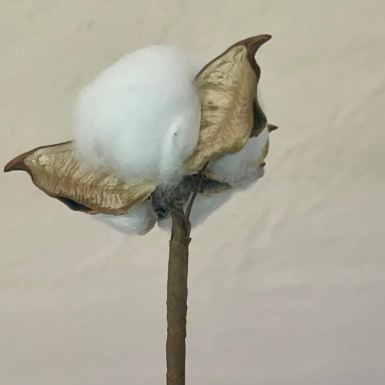 Bomuldsstilk