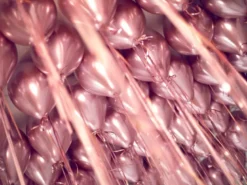 Rosegold Balloner Chrome 30 cm, 10 stk.