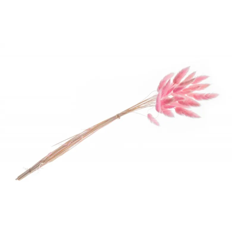 Tørret Lyserøde Lagurus 50-60 cm, 25 stk.
